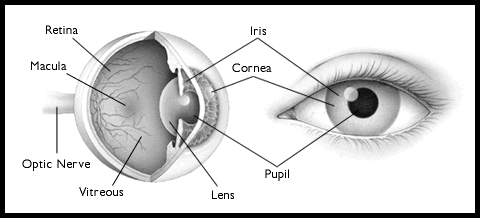 Parts of the human eye